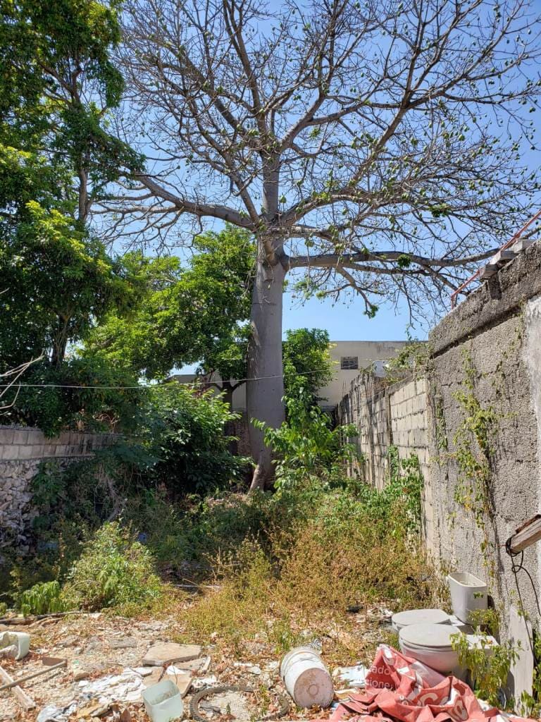 Sacred Ceiba