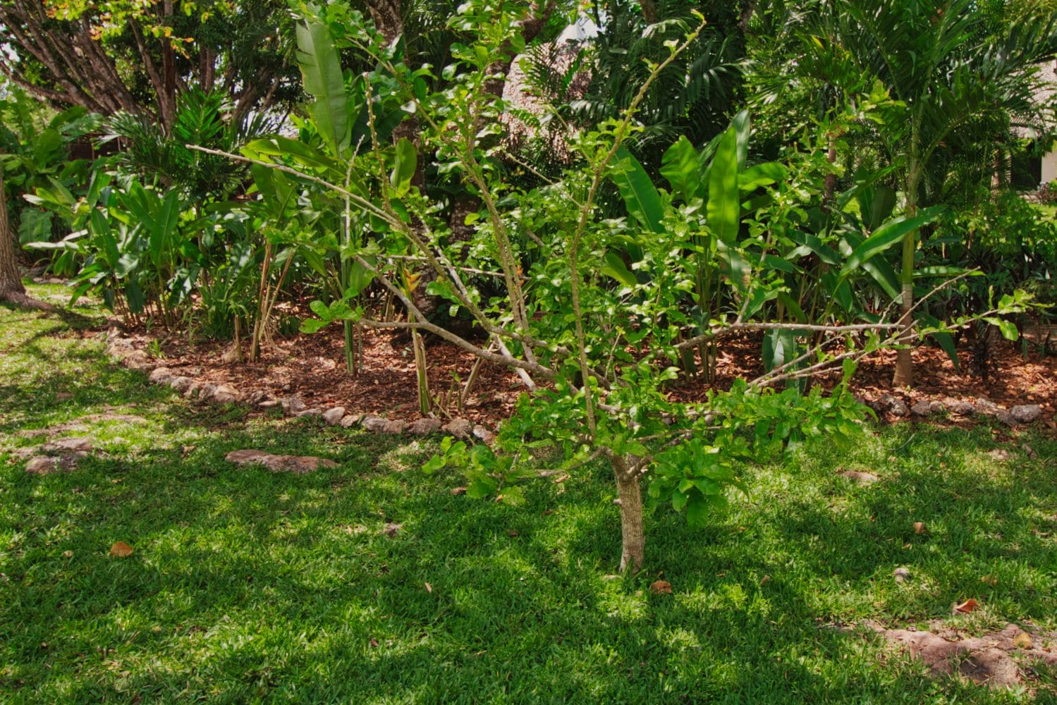 Jardín del Edén