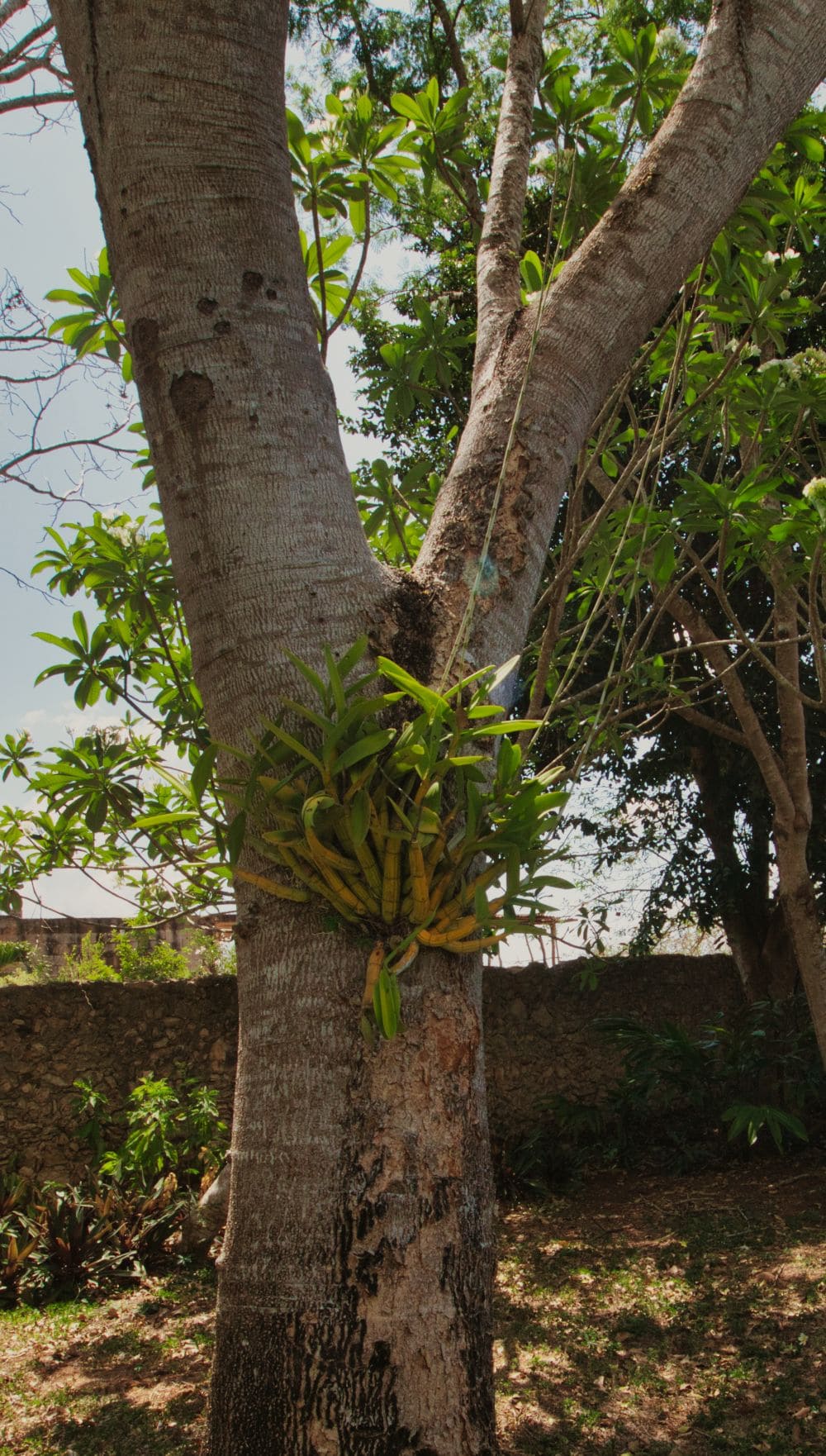 Jardín del Edén