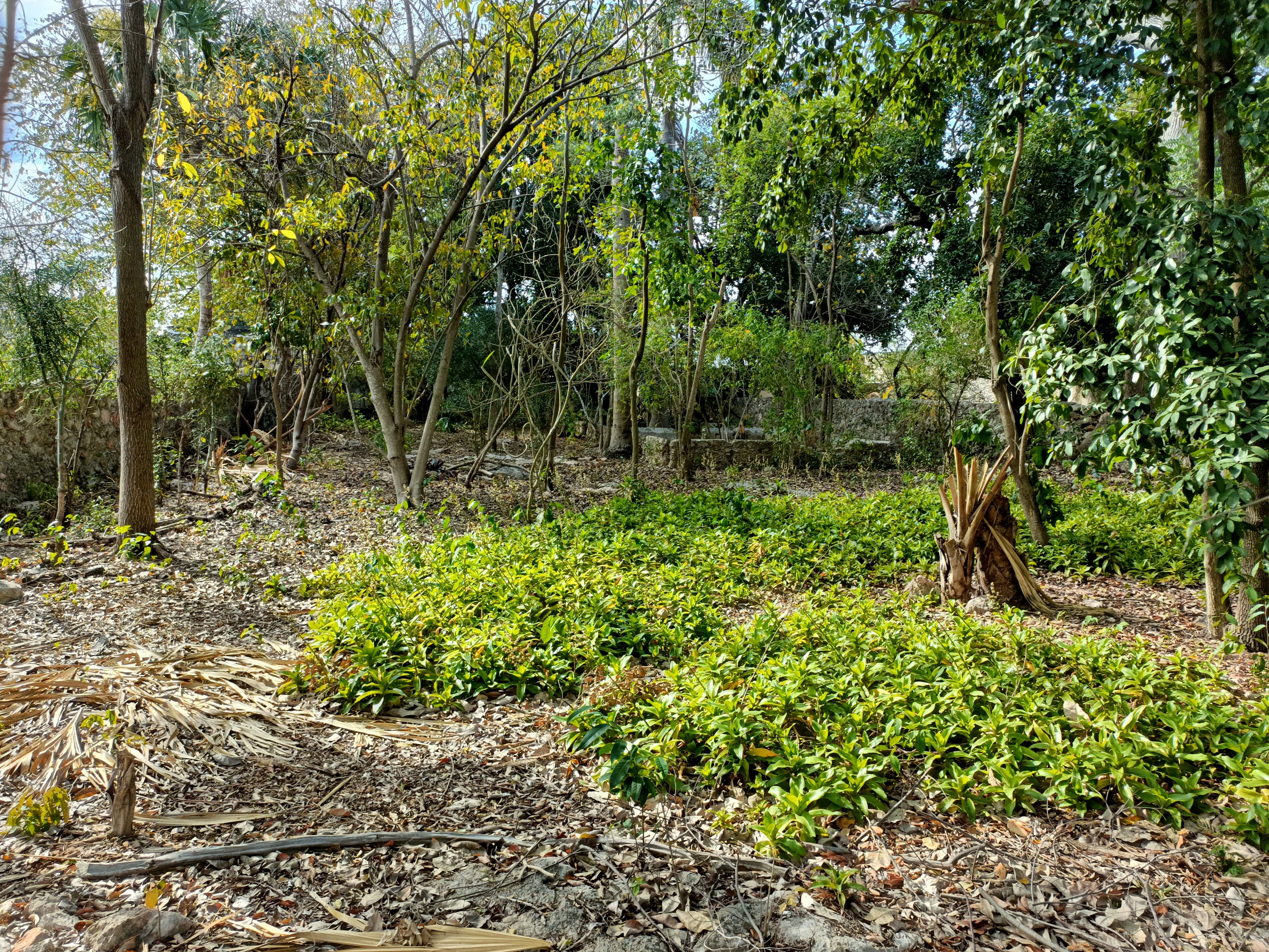 Large Land And Many Fruit Trees.