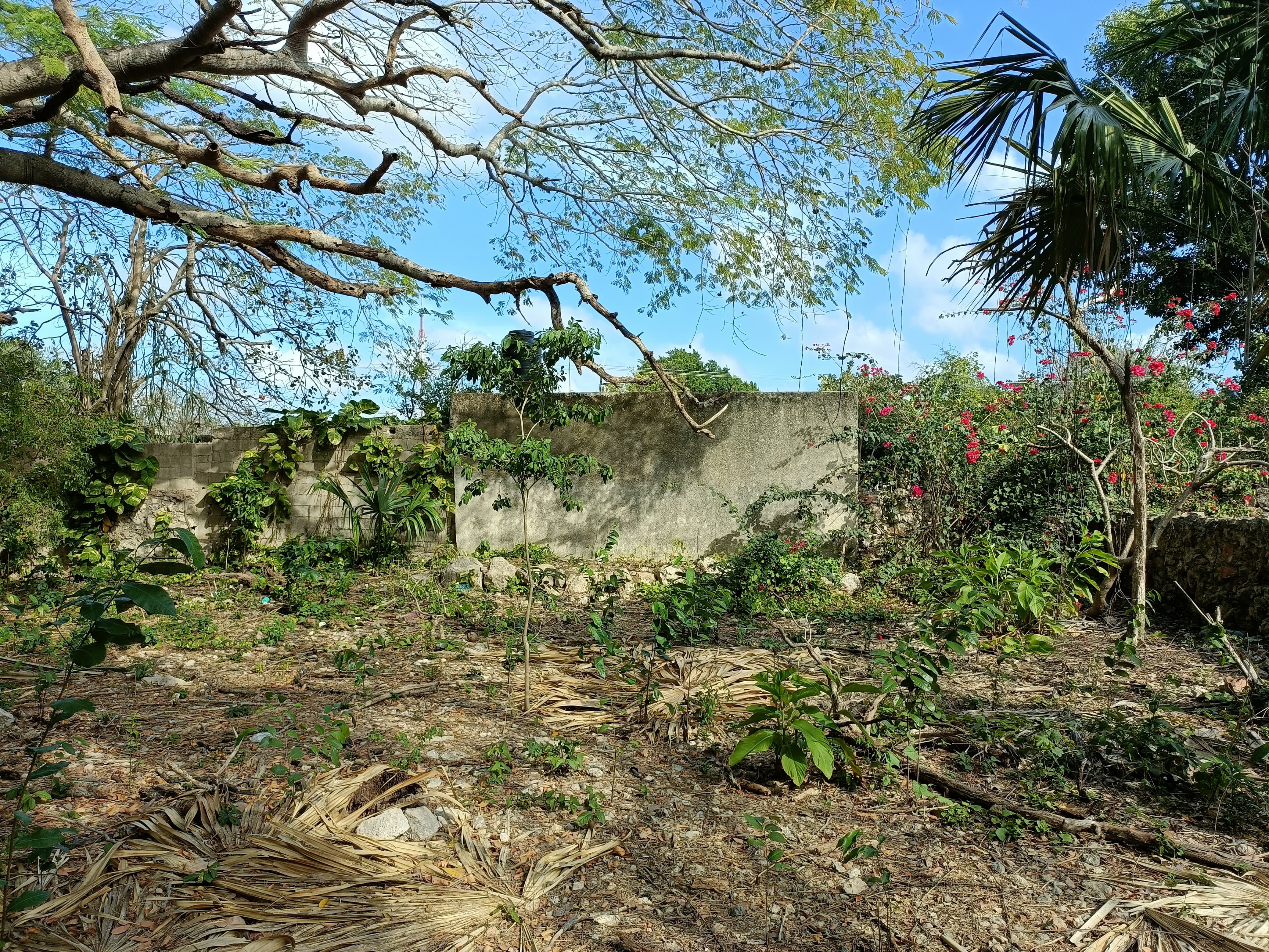 Large Land And Many Fruit Trees.