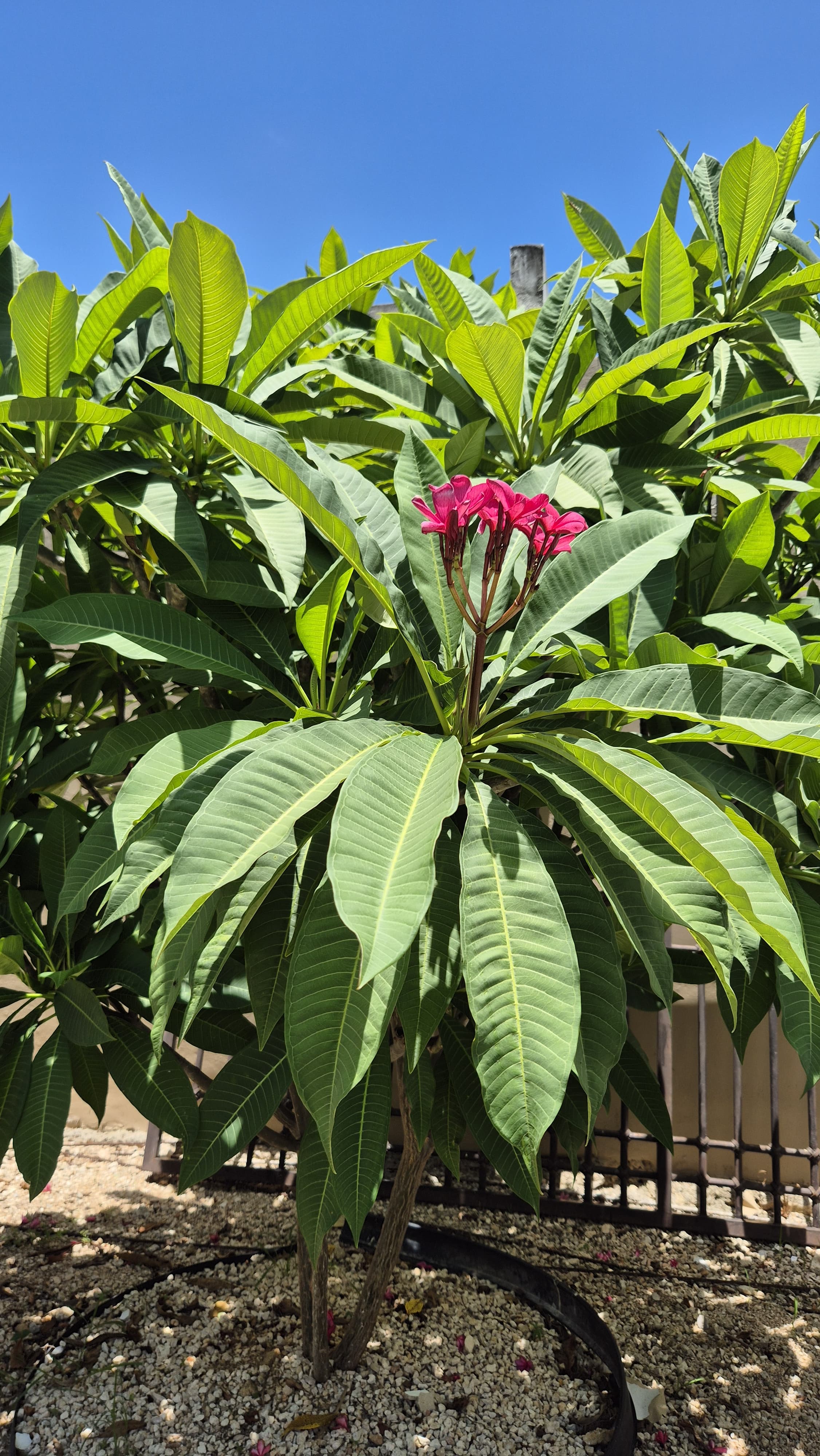 Cerrada Robelinas