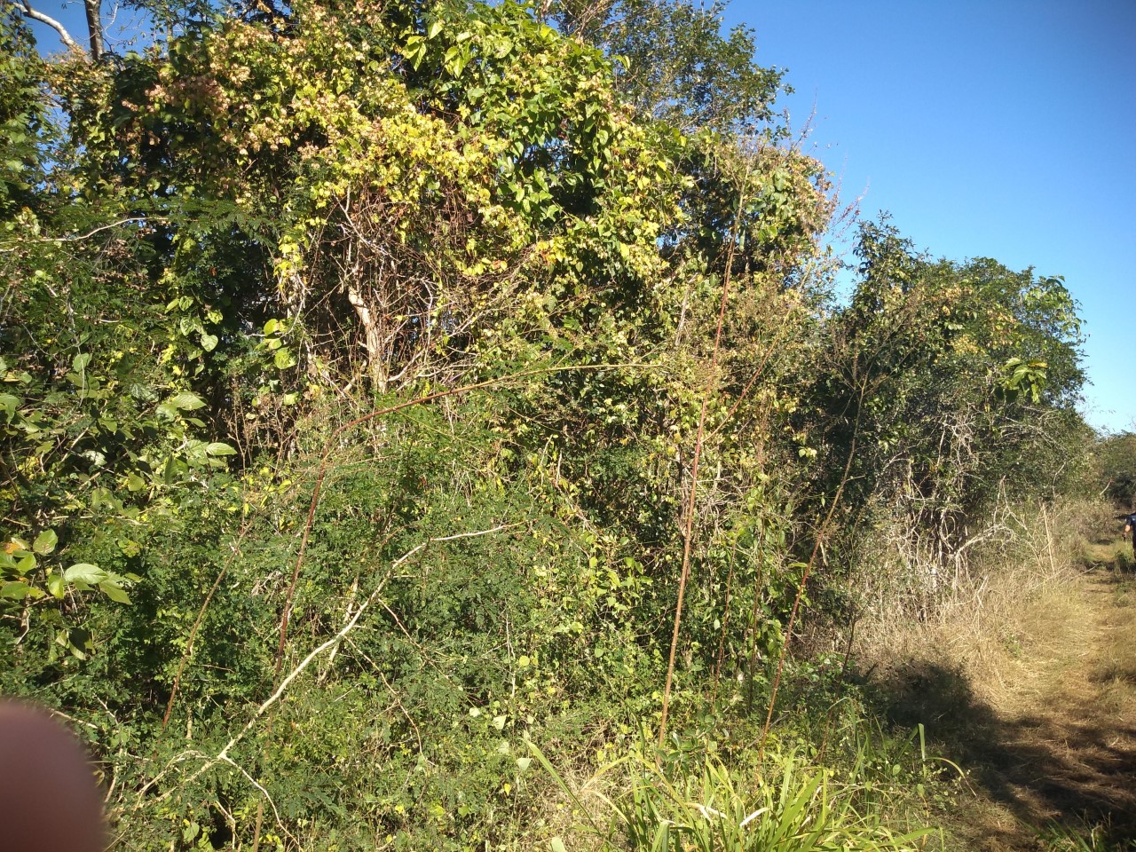 Terreno en Cosgaya