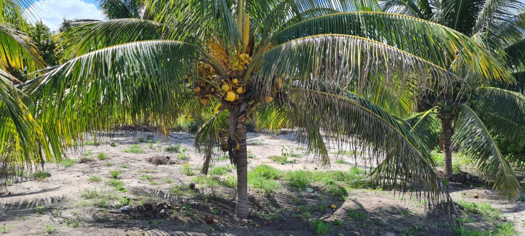 Rural Telchac Puerto