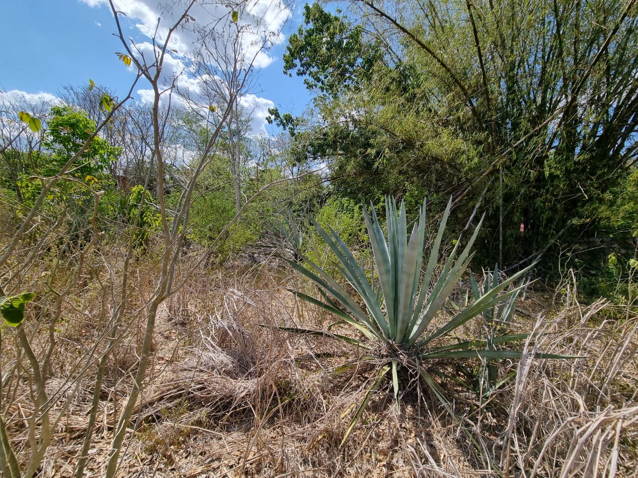 Magical Izamal opportunity