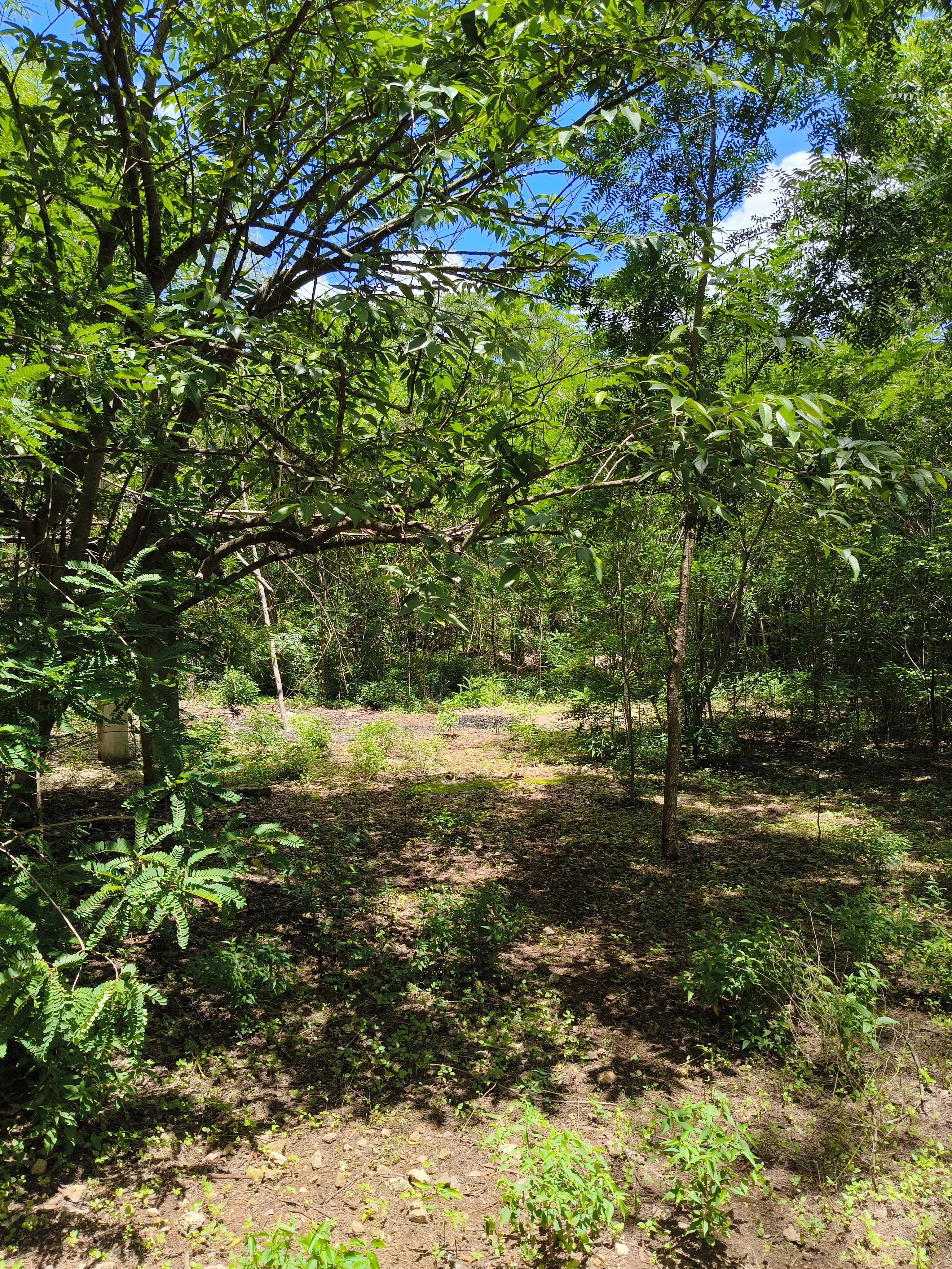 Los Árboles Izamal, Lot 2 - 6
