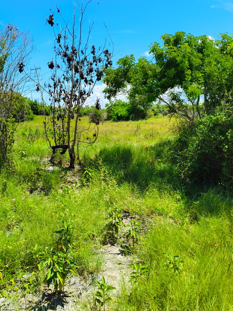 Land in 2nd row, Chicxulub