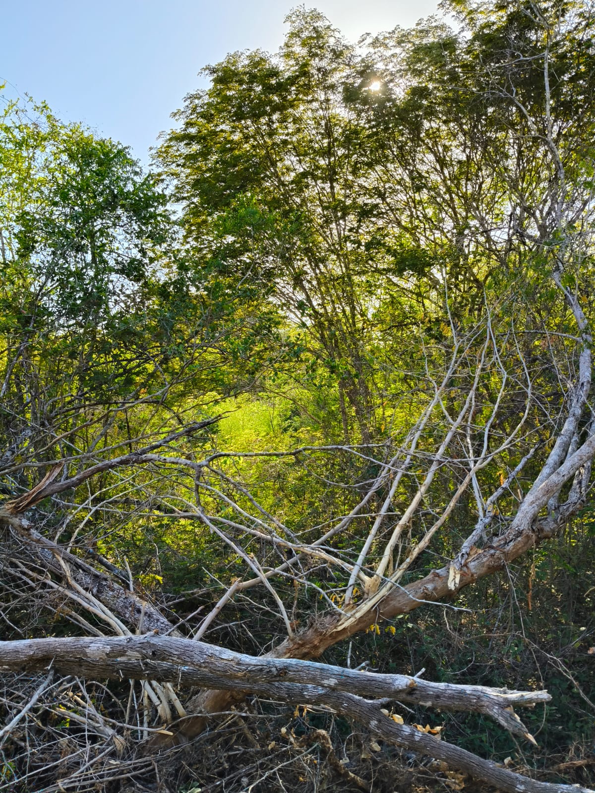 2.4 Ac in Tixkuncheil