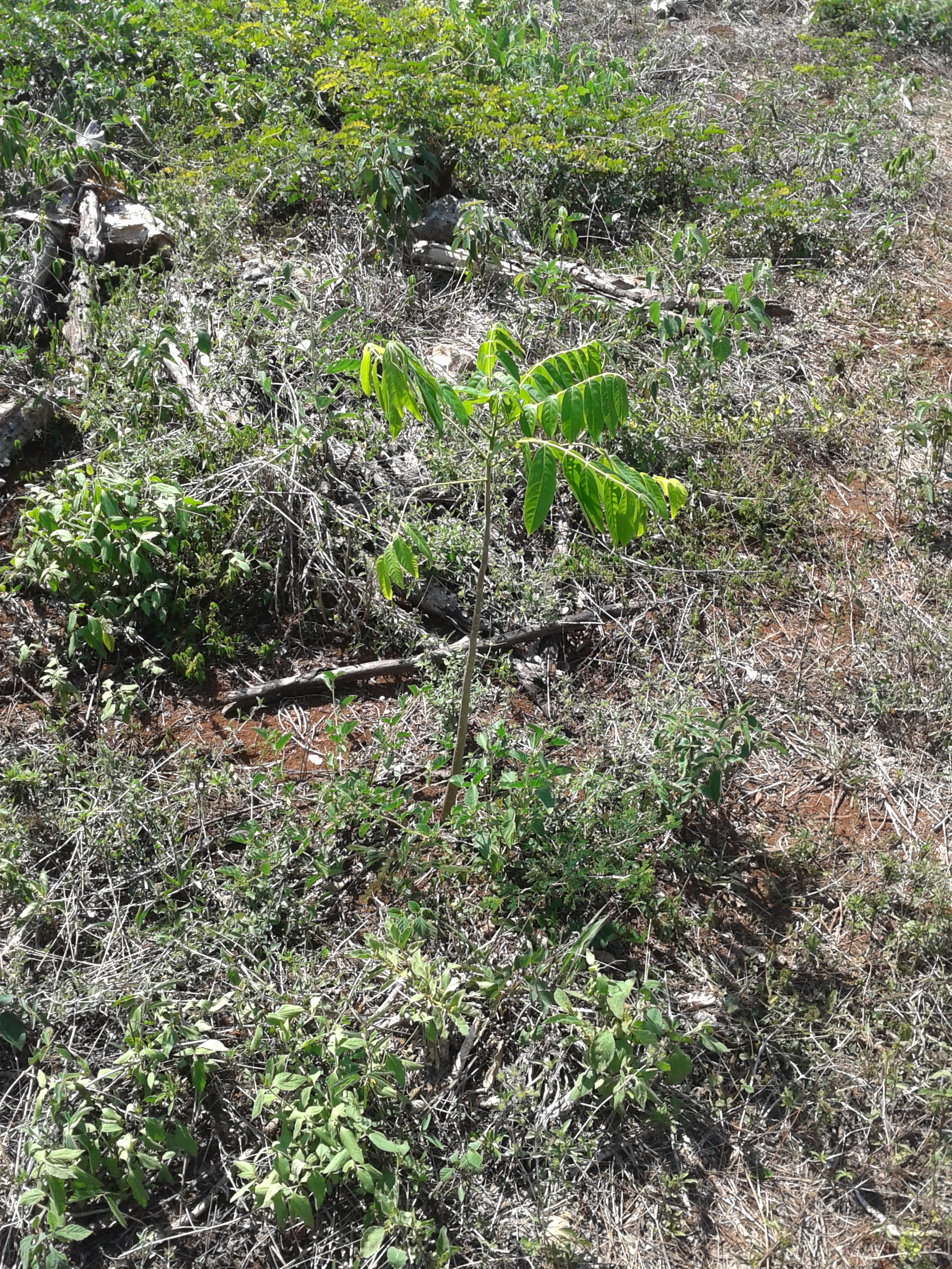 Rancho Cerca De Kantunil