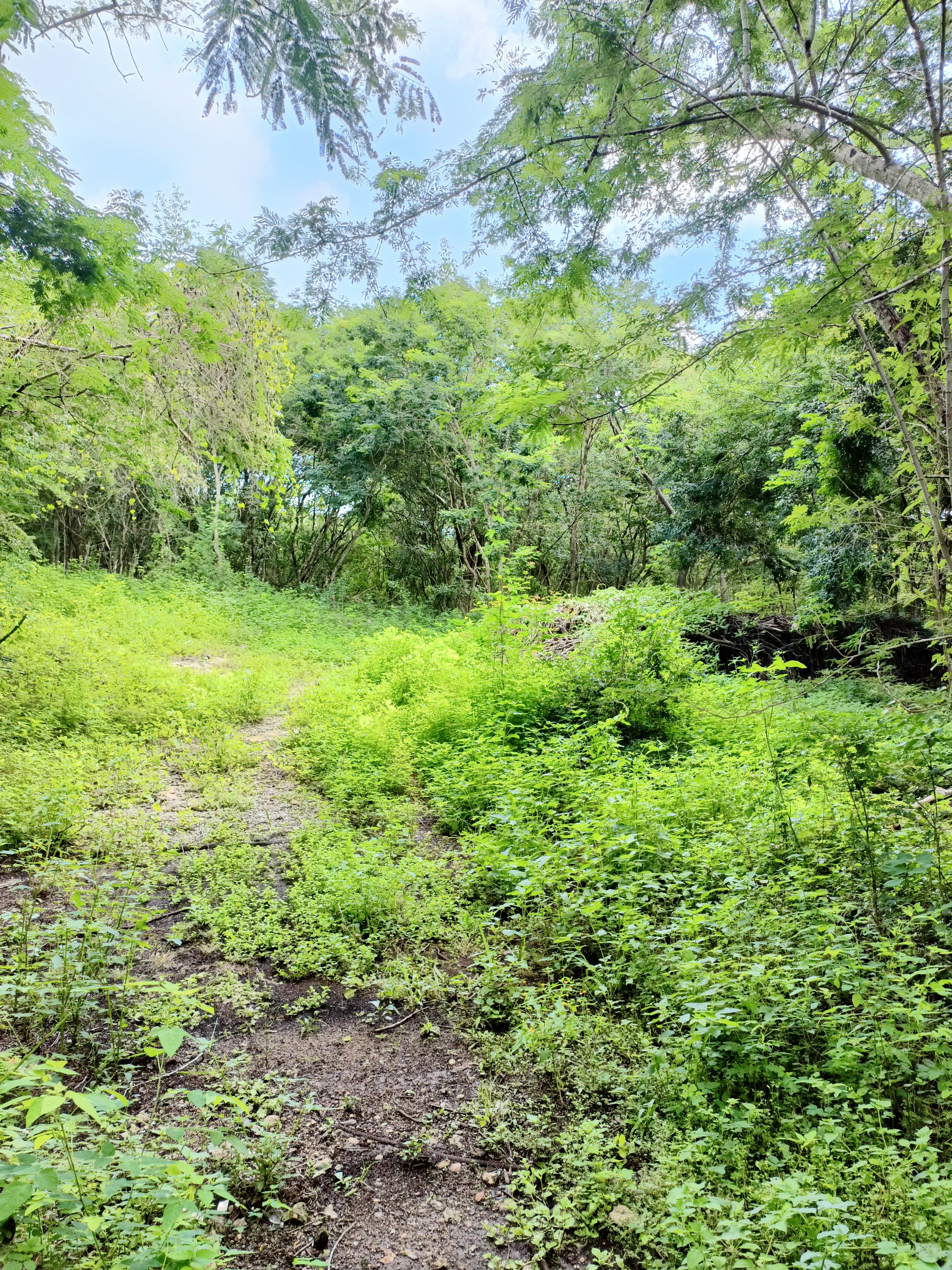 Huge Lot in Izamal