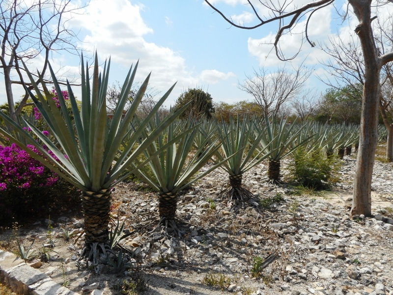 Hacienda San Ignacio