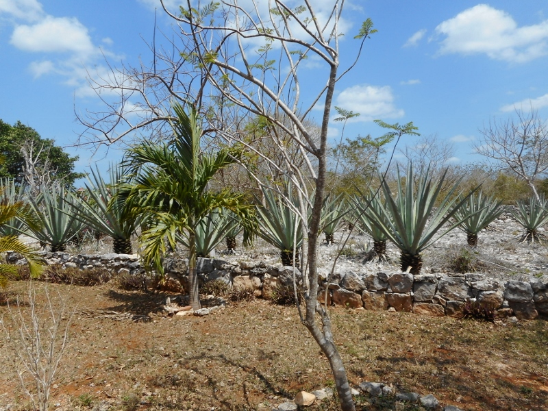 Hacienda San Ignacio