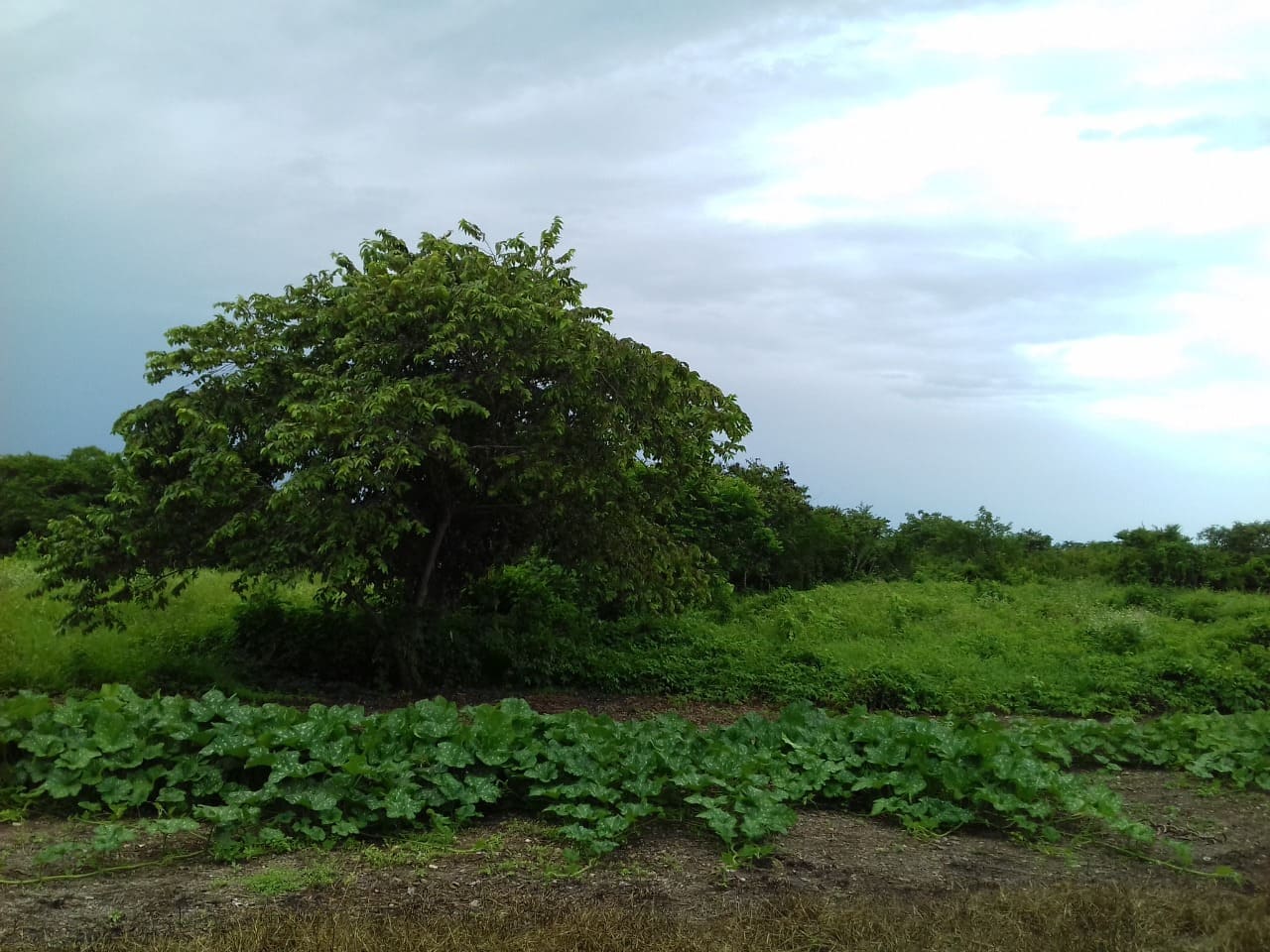 Hacienda San Nicolas