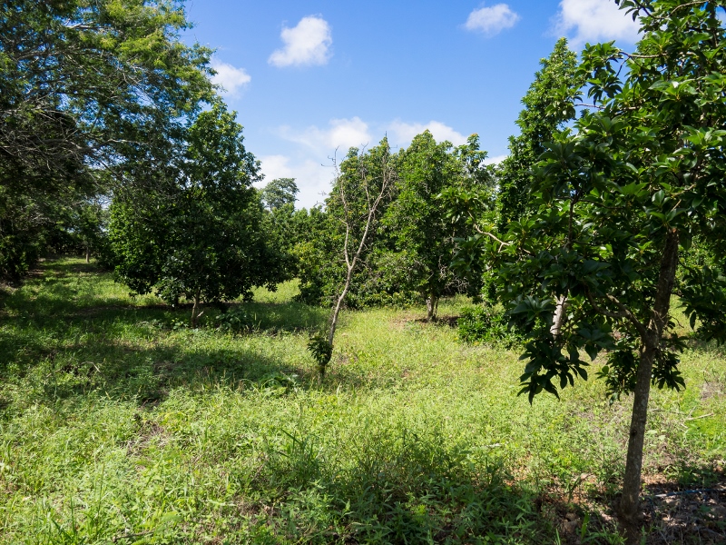 Hermoso Rancho near Mani, Yucatan