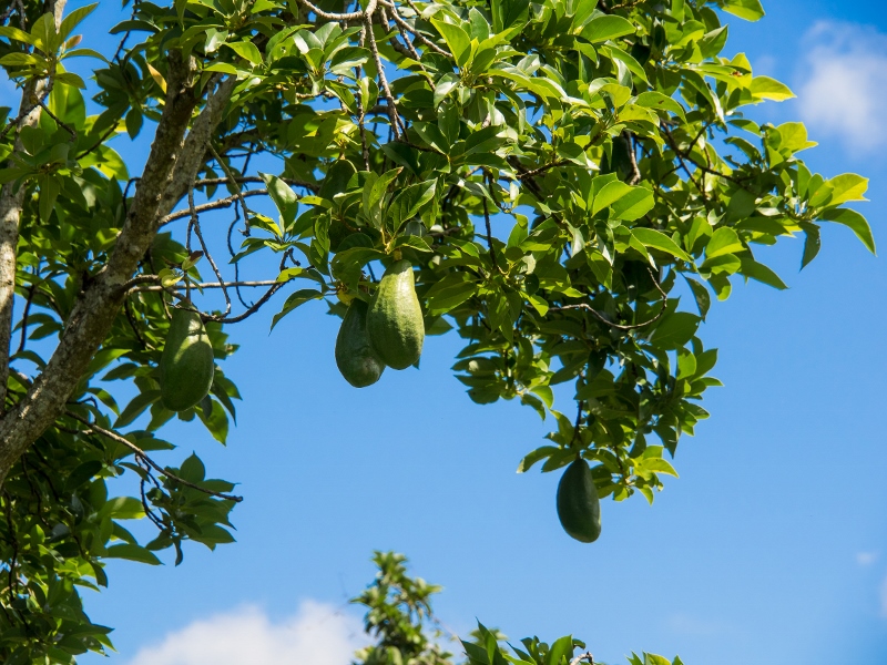 Hermoso Rancho near Mani, Yucatan