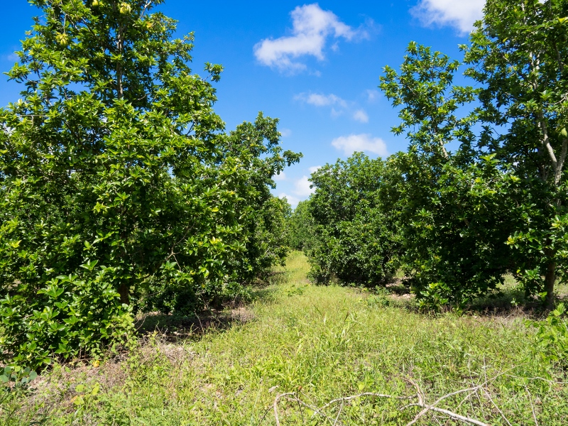 Hermoso Rancho cerca de Mani, Yucatán