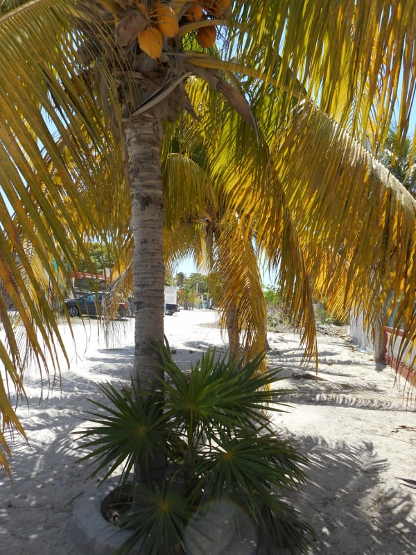 Rodeado por Palmeras de Coco