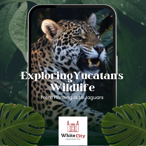 Exploring Yucatán’s Wildlife: From Flamingos to Jaguars | Blog | White ...