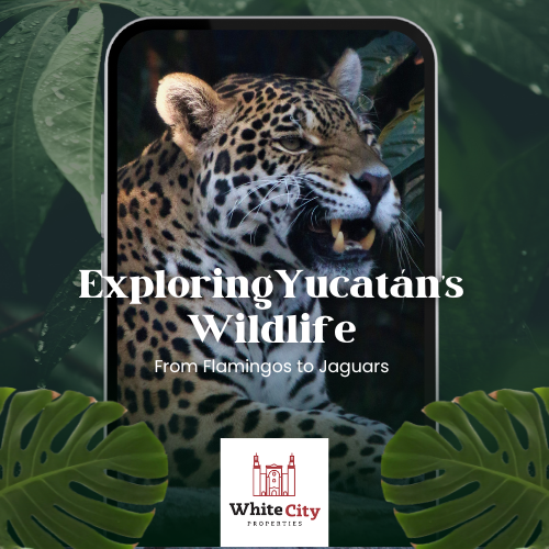 Exploring Yucatán’s Wildlife: From Flamingos to Jaguars